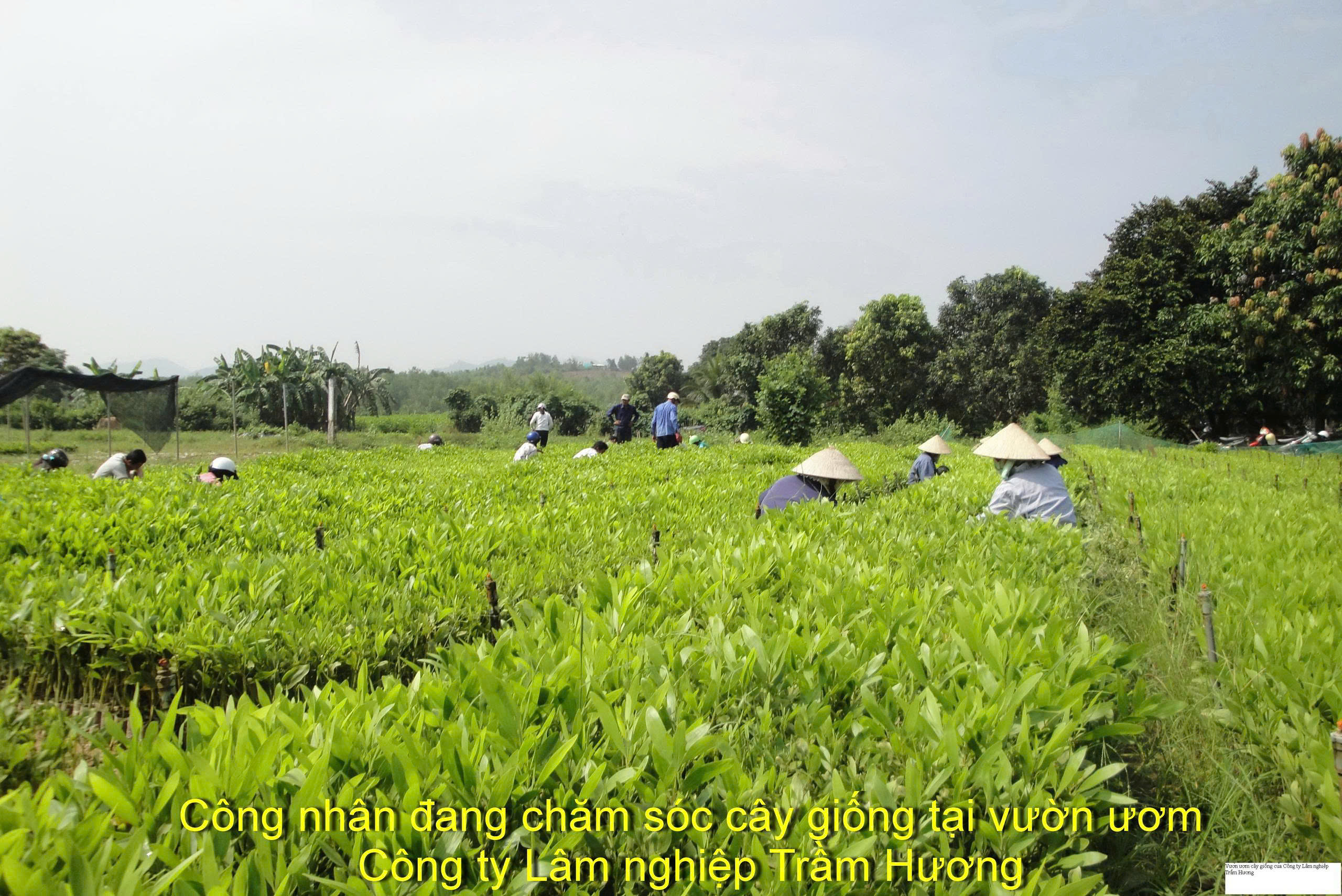 SẢN XUẤT KINH DOANH